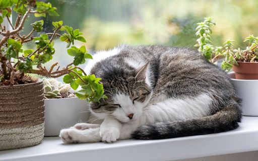 The cat sleeps next to a potted plant  from Chrome web store to be run with OffiDocs Chromium online