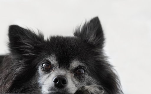 The chihuahua dog  from Chrome web store to be run with OffiDocs Chromium online