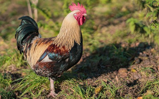 The chubby chicken  from Chrome web store to be run with OffiDocs Chromium online