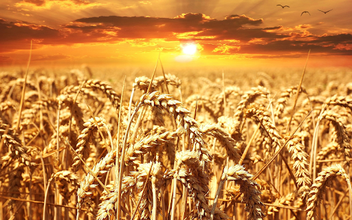 The color of rice, the color of sunlight  from Chrome web store to be run with OffiDocs Chromium online
