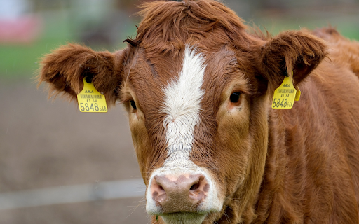 The cow calf cattle  from Chrome web store to be run with OffiDocs Chromium online