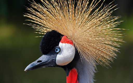 The crane has a crest  from Chrome web store to be run with OffiDocs Chromium online