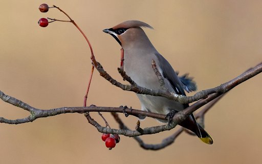 The crested bird  from Chrome web store to be run with OffiDocs Chromium online