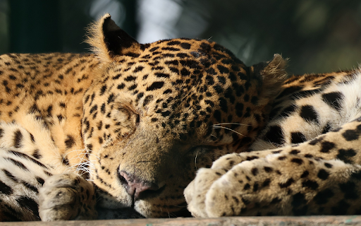 The cubs slept soundly  from Chrome web store to be run with OffiDocs Chromium online