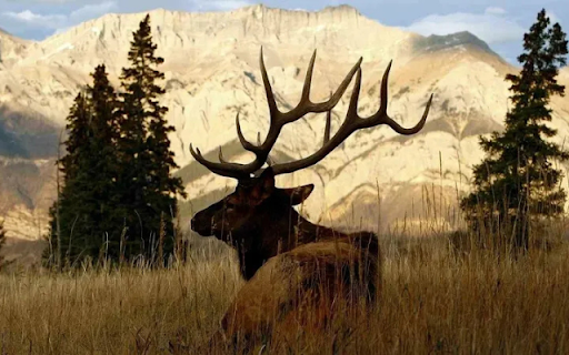 The Deer at Sunset: A Graceful Silhouette in the Twilight  from Chrome web store to be run with OffiDocs Chromium online