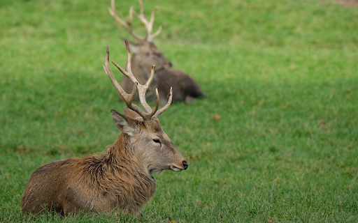 The deer is relaxed  from Chrome web store to be run with OffiDocs Chromium online