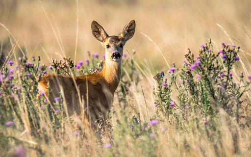 The deer was bewildered  from Chrome web store to be run with OffiDocs Chromium online