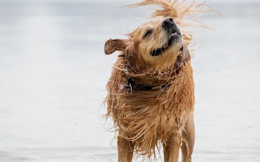 The dog golden retriever water  from Chrome web store to be run with OffiDocs Chromium online