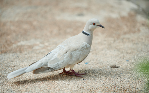 The Dove and the Ring  from Chrome web store to be run with OffiDocs Chromium online