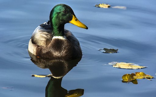 The duck and the leaf  from Chrome web store to be run with OffiDocs Chromium online