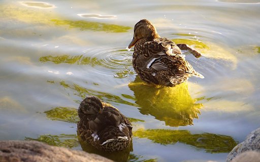 The ducks have full stomachs  from Chrome web store to be run with OffiDocs Chromium online
