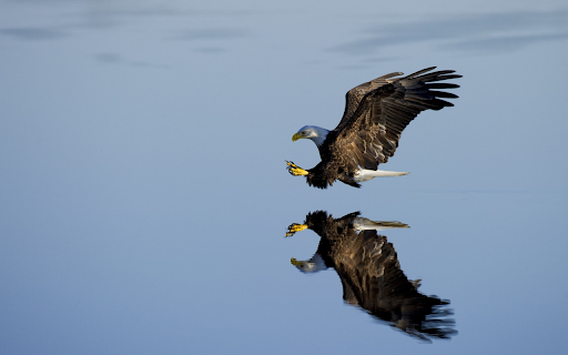 The eagle flies over the water  from Chrome web store to be run with OffiDocs Chromium online