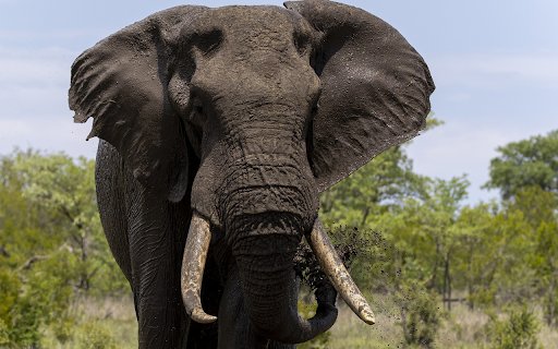 The elephant and the quagmire  from Chrome web store to be run with OffiDocs Chromium online