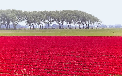 The fields are glowing pink  from Chrome web store to be run with OffiDocs Chromium online