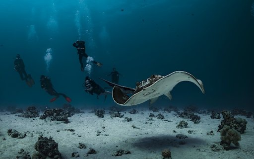 The fish and the divers  from Chrome web store to be run with OffiDocs Chromium online