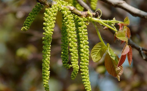 The flower clusters at the top of the tree from Chrome web store to be run with OffiDocs Chromium online The flower clusters at the top of the tree from Chrome web store to be run with OffiDocs Chromium online
