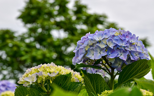 The flower garden blooms  from Chrome web store to be run with OffiDocs Chromium online