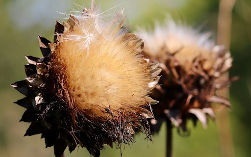 The flowers fly  from Chrome web store to be run with OffiDocs Chromium online