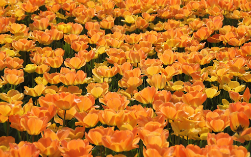 The forest of yellow flowers blooms  from Chrome web store to be run with OffiDocs Chromium online