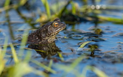 The frog babbled on the edge of the pond  from Chrome web store to be run with OffiDocs Chromium online