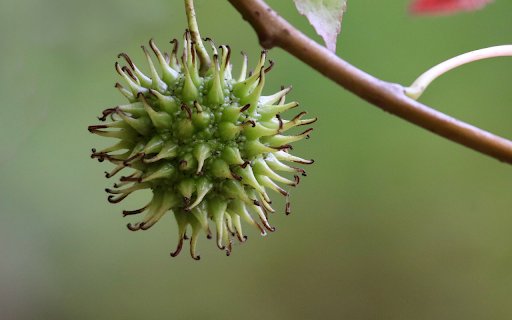 The fruit has thorns  from Chrome web store to be run with OffiDocs Chromium online