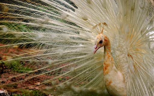 The gate bird spread its tail  from Chrome web store to be run with OffiDocs Chromium online