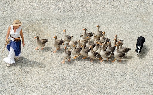 The geese followed  from Chrome web store to be run with OffiDocs Chromium online