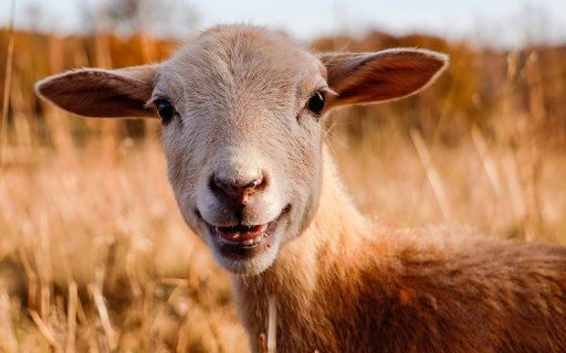 The goat laughed  from Chrome web store to be run with OffiDocs Chromium online