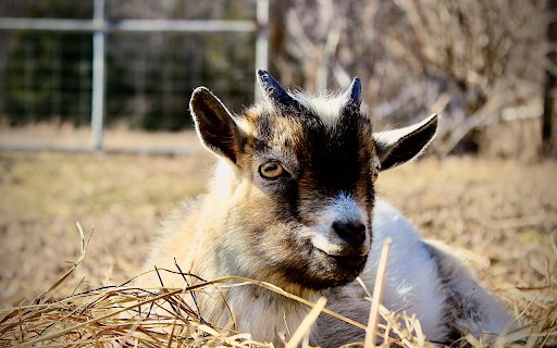 The goat lies on dry grass  from Chrome web store to be run with OffiDocs Chromium online
