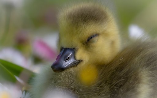 The goose is dreamy from Chrome web store to be run with OffiDocs Chromium online The goose is dreamy from Chrome web store to be run with OffiDocs Chromium online