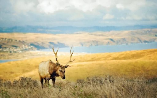 The Graceful Deer of the Forest  from Chrome web store to be run with OffiDocs Chromium online