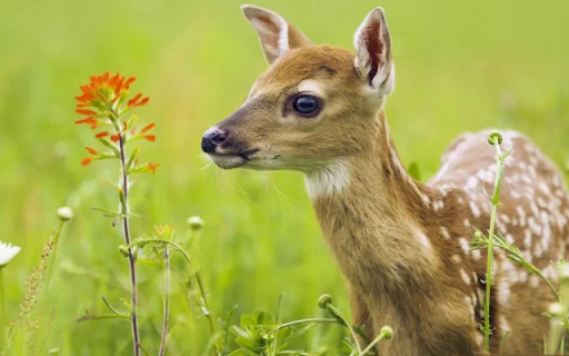 The Graceful Deer: Symbol of Elegance in Nature  from Chrome web store to be run with OffiDocs Chromium online