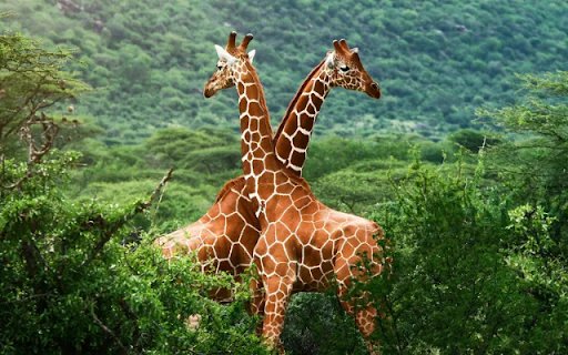 The Graceful Giraffe  from Chrome web store to be run with OffiDocs Chromium online The Graceful Giraffe  from Chrome web store to be run with OffiDocs Chromium online