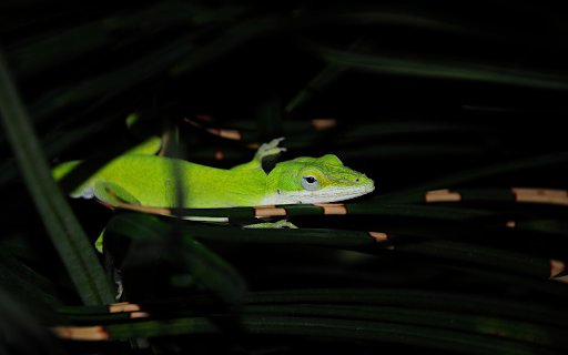 The Green Lizard  from Chrome web store to be run with OffiDocs Chromium online The Green Lizard  from Chrome web store to be run with OffiDocs Chromium online