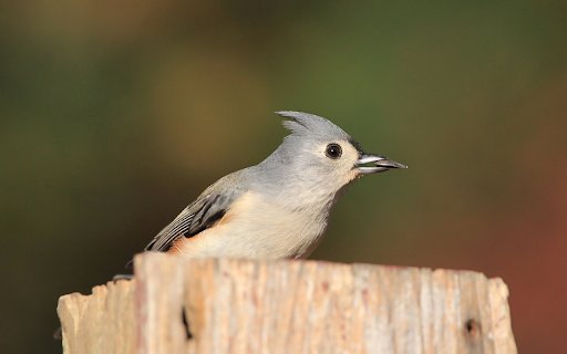 The Grey Bird and the Crest  from Chrome web store to be run with OffiDocs Chromium online