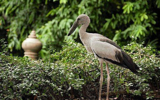 The Grey Heron and the Black Beak from Chrome web store to be run with OffiDocs Chromium online The Grey Heron and the Black Beak from Chrome web store to be run with OffiDocs Chromium online