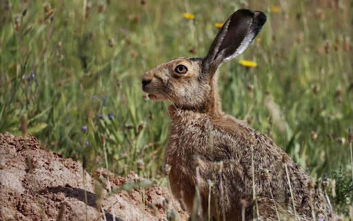 The hare digs a hole  from Chrome web store to be run with OffiDocs Chromium online