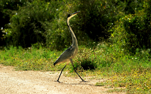 The Heron and the Long Neck  from Chrome web store to be run with OffiDocs Chromium online