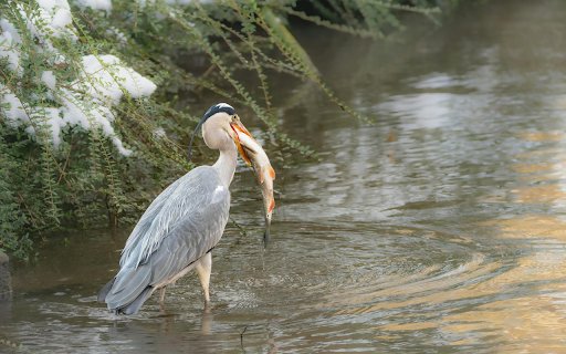 The Heron Hunts  from Chrome web store to be run with OffiDocs Chromium online