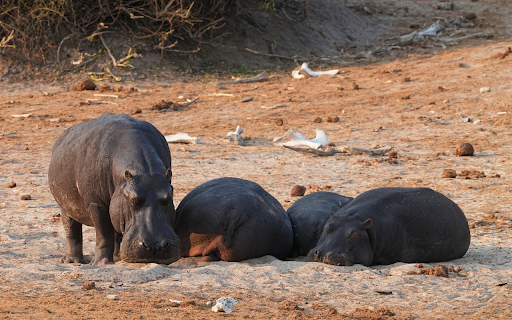 The hippos fell asleep  from Chrome web store to be run with OffiDocs Chromium online