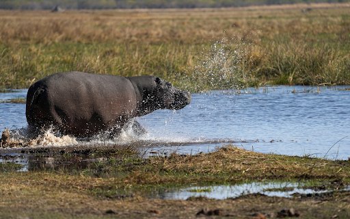 The hippo wades in the water  from Chrome web store to be run with OffiDocs Chromium online