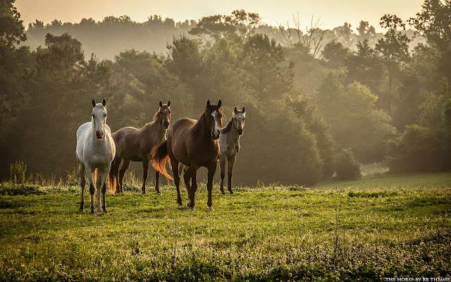 Les thèmes Horse By RB de la boutique en ligne Chrome seront exécutés avec OffiDocs Chromium en ligne