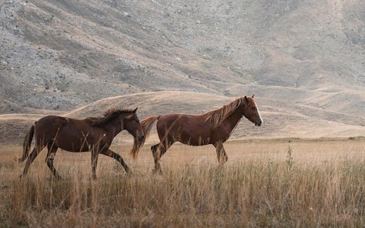 THE HORSE Theme  from Chrome web store to be run with OffiDocs Chromium online