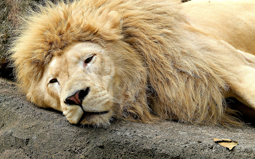 The king of the forest lies on the rock  from Chrome web store to be run with OffiDocs Chromium online