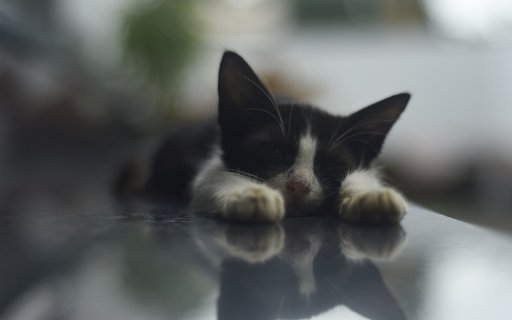 The kitten lies down  from Chrome web store to be run with OffiDocs Chromium online