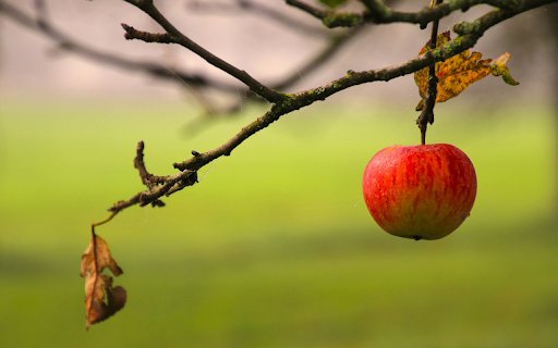 The last apple  from Chrome web store to be run with OffiDocs Chromium online