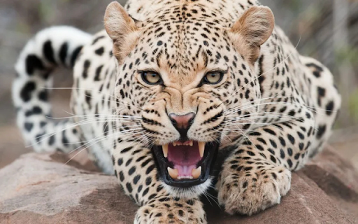 The Leopard: A Master of Stealth and Strength  from Chrome web store to be run with OffiDocs Chromium online