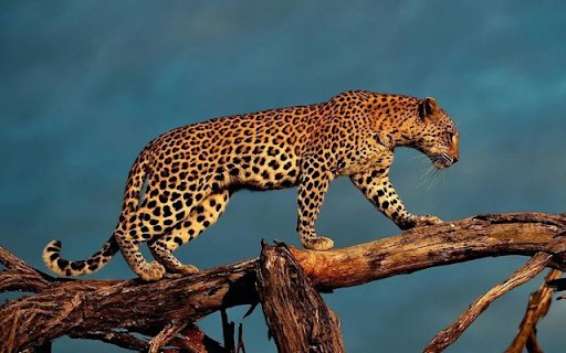The Leopard: A Stealthy Shadow of the Wild  from Chrome web store to be run with OffiDocs Chromium online
