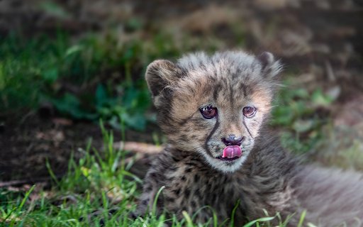 The Lion from Chrome web store to be run with OffiDocs Chromium online The Lion from Chrome web store to be run with OffiDocs Chromium online