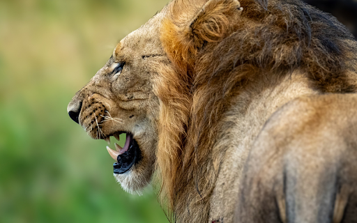 The Lion and the Mane  from Chrome web store to be run with OffiDocs Chromium online